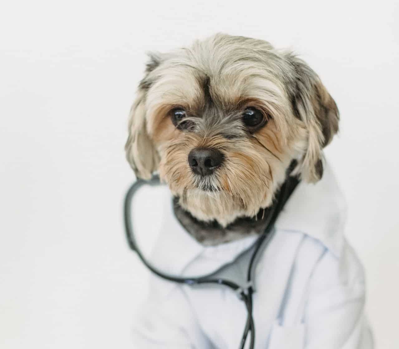 RE.DOCTOR Fotopletismografia Diagnostica degli Animali Domestici